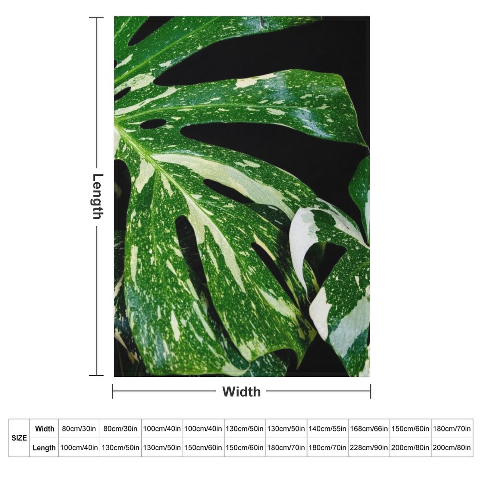 Monstera Thai Constellation Th - Monstera Thai Constellation recensie en prijs
