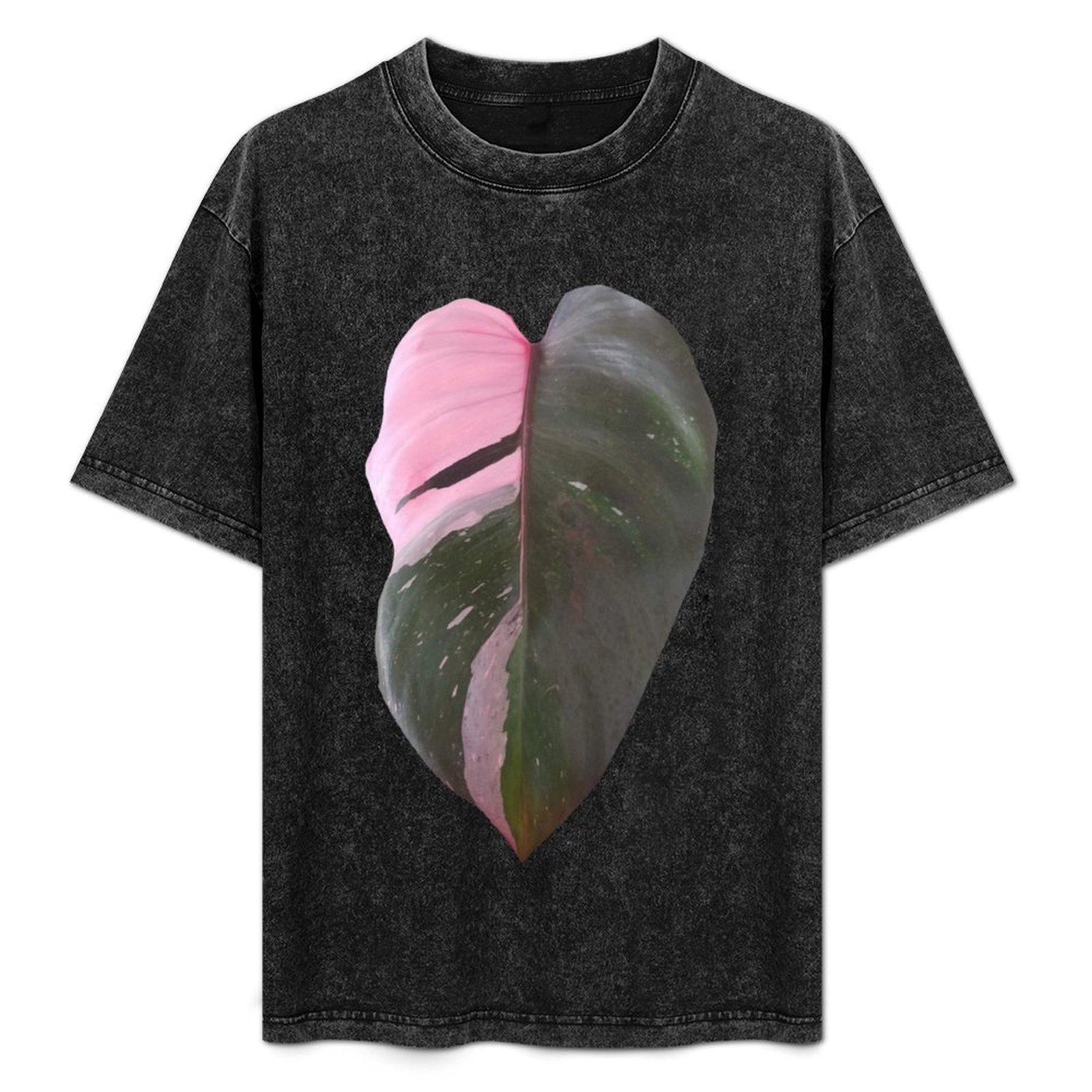 Pink Princess Philodendron Lea - Philodendron Pink Princess recensie en prijs